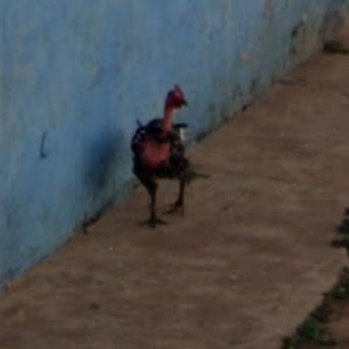 Romania - chicken road romania